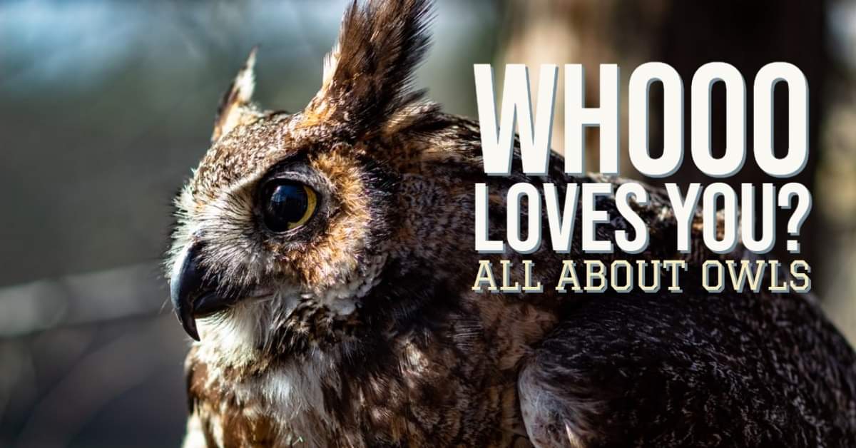 Whooo Loves You All About Owls Visitfred